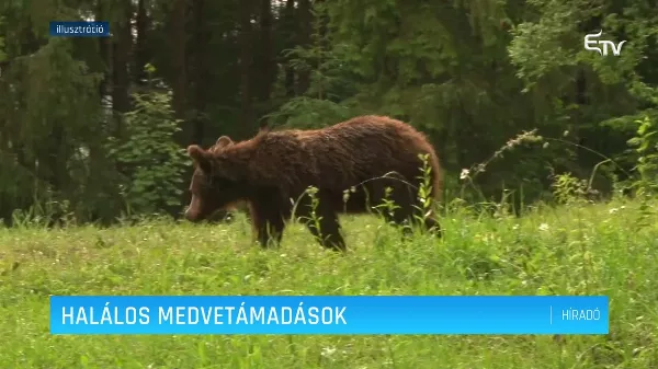Halálos medvetámadások Erdélyben - egy videóban