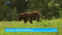 Halálos medvetámadások Erdélyben - egy videóban