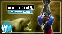 A föld Top 10 legagresszívebb állata