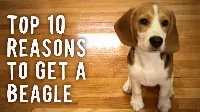 10 ok arra, hogy miért Beagle kutyát válassz magadnak!