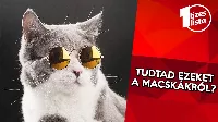 Neked van cicád? Ezekkel tisztában vagy?  - 10 érdekesség a macskákról