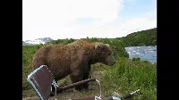DURVA! Ülsz a vízparton és leül melléd egy nagy medve!!!