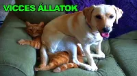 Mókás állatok, akik nagyon cukik