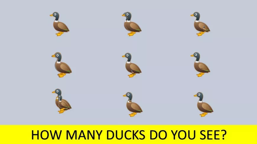 Hány kacsát látsz a képen? Számold meg alaposan!