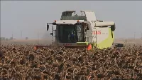 Napraforgó gyomirtás és növényvédelem 