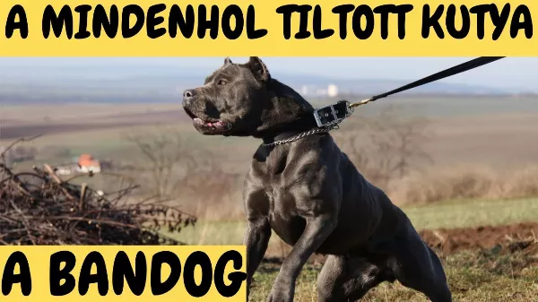 Ez a kutya egy Bandog - A Mindenhol tiltott kutya... 