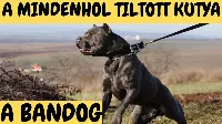 Ez a kutya egy Bandog - A Mindenhol tiltott kutya... 