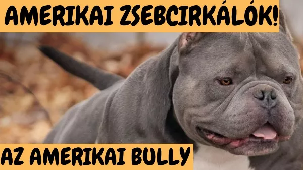 Amerikai Bully - Amerikai Zsebcirkálók! Mit kell tudni erről a fajtáról?