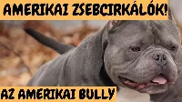 Amerikai Bully - Amerikai Zsebcirkálók! Mit kell tudni erről a fajtáról?