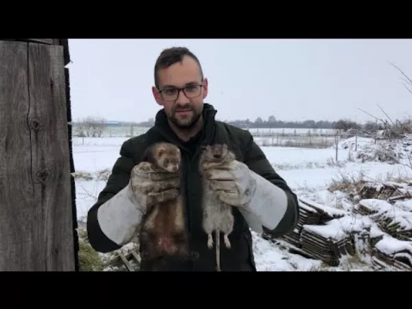 Méregmentes patkányirtás: vadászgörények és kutyák a rágcsálók ellen