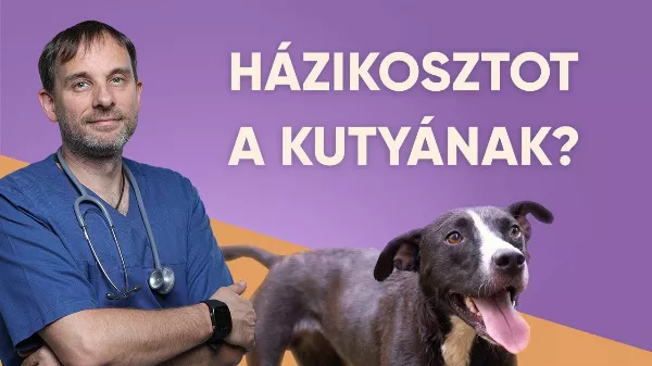 Házikosztot a kutyának? Igen! 