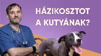 Házikosztot a kutyának? Igen! 