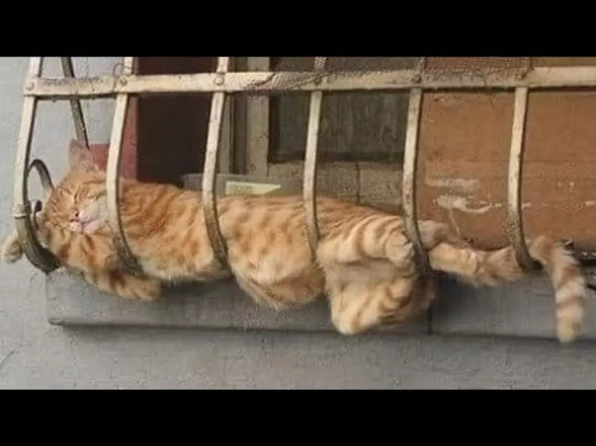 Keresik a macskák a logikát?