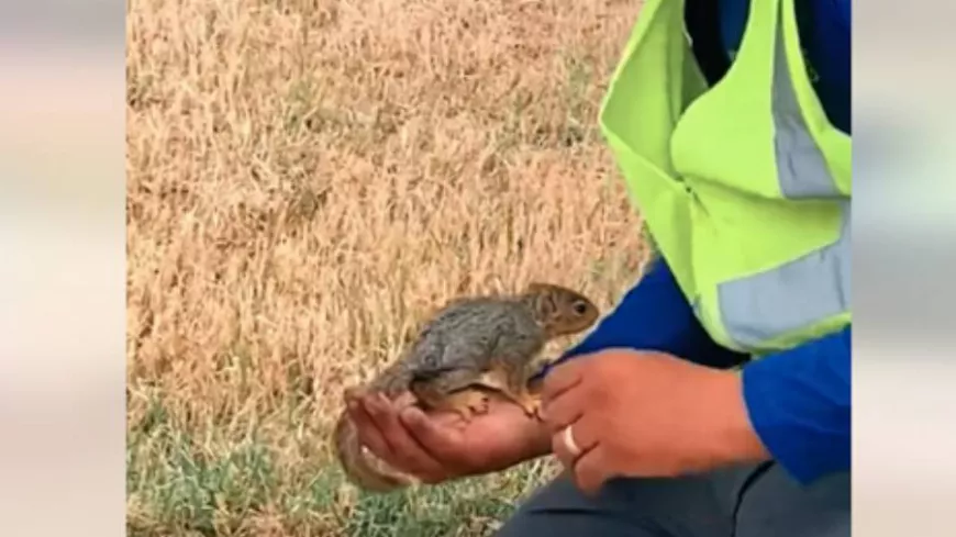 Szomjas mókus az internet sztárja