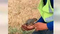 Szomjas mókus az internet sztárja