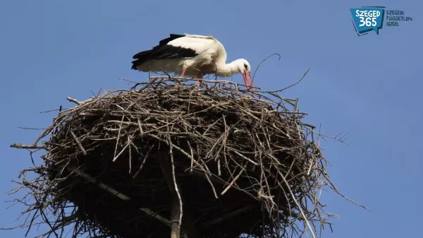 Megérkezett az első gólya Szegedre, a Szeged365 videóriportja