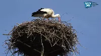 Megérkezett az első gólya Szegedre, a Szeged365 videóriportja