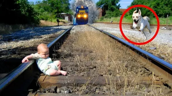Hős állatok, akik emberek életét mentették meg.