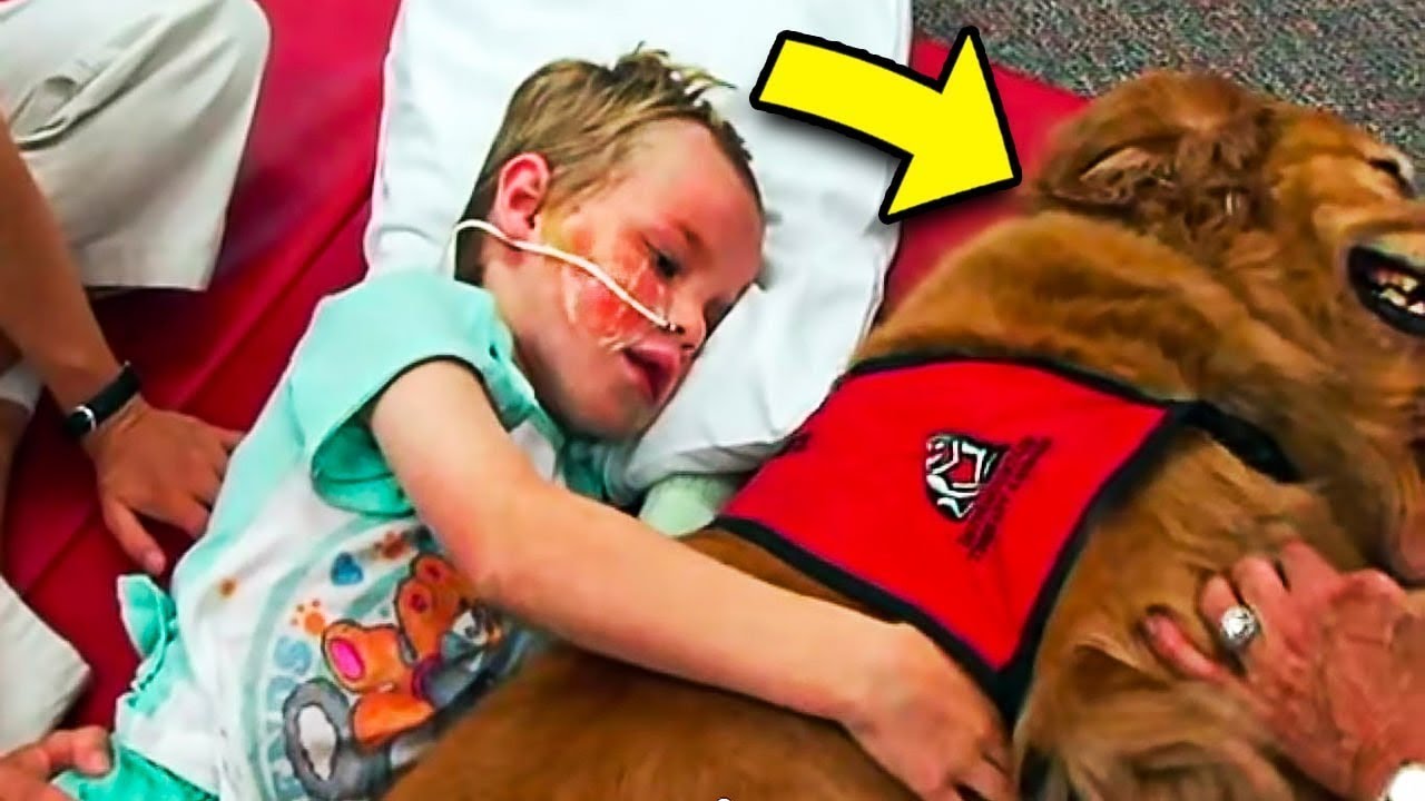 A beteg fiúról már lemondtak az orvosok, de csoda történt, amikor mellé feküdt egy kutya