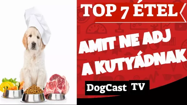 TOP 7 étel amit ne adj a kutyádnak!  