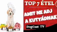 TOP 7 étel amit ne adj a kutyádnak!  