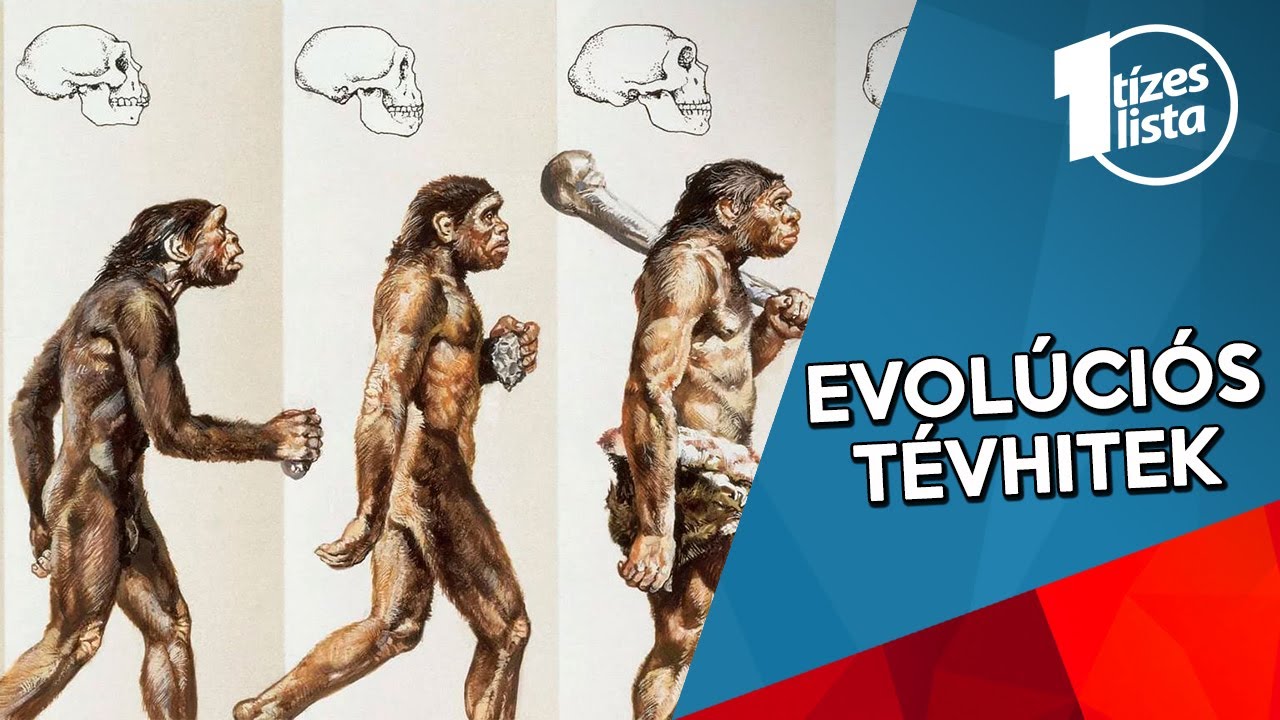 10 tévhit az evolúcióról. Az elmélet, amit túl sokan értenek félre