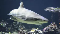 Cápa a strandolók között Törökországban. Nézd meg, hogy reagálnak rá a rémült emberek! Videó!