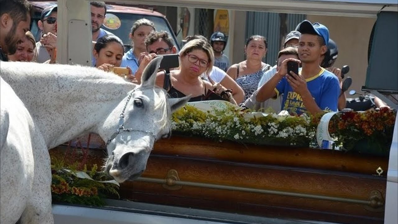 A ló szeretett mesterének temetésére jött, de ami ezután történt, elképzelhetetlen