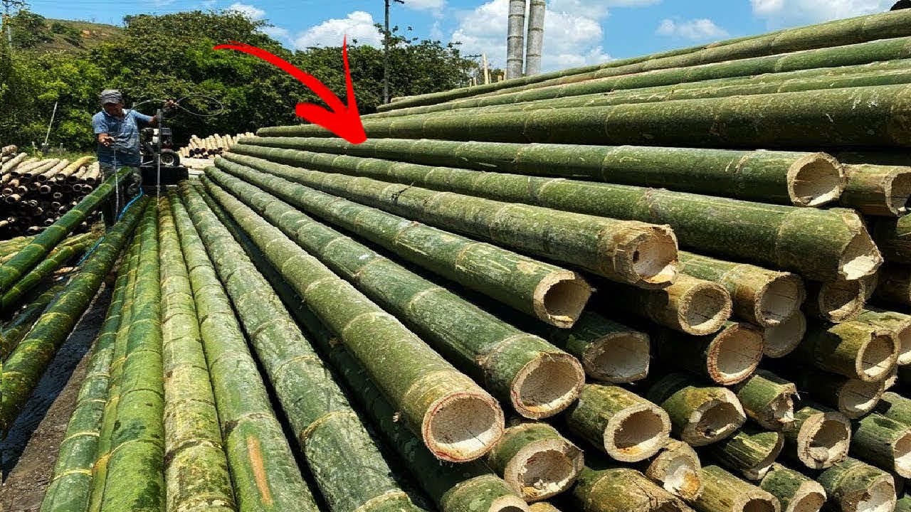 Bambusz - a világ legcsodálatosabb fűféléje!
