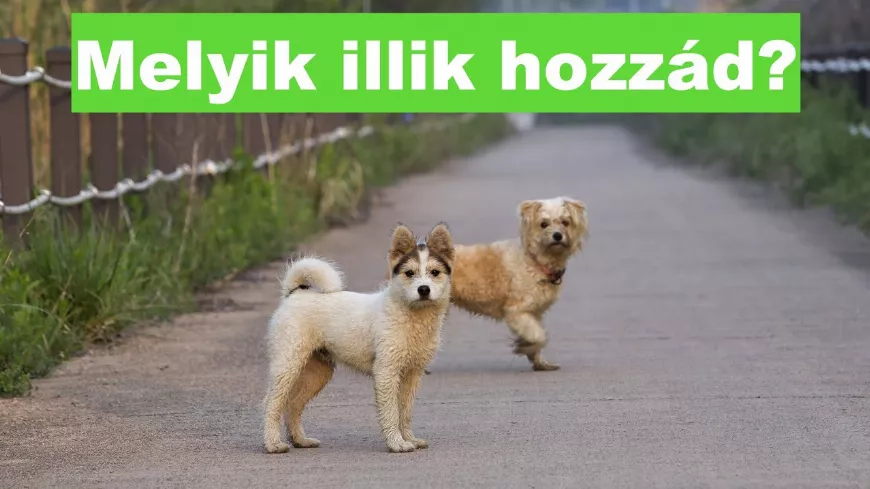 Melyik kutya illik hozzám? -  Milyen kutyát válasszak? - Új kutya választása 