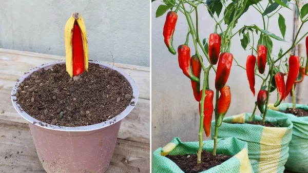 Hogyan szaporítsuk a chili paprikát 🌶 banánban🍌