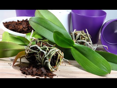 Hogyan szaporítsunk orchideát gyorsan és egyszerűen?