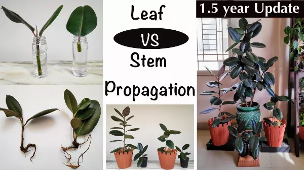 2 módszer a ficus szaporításra