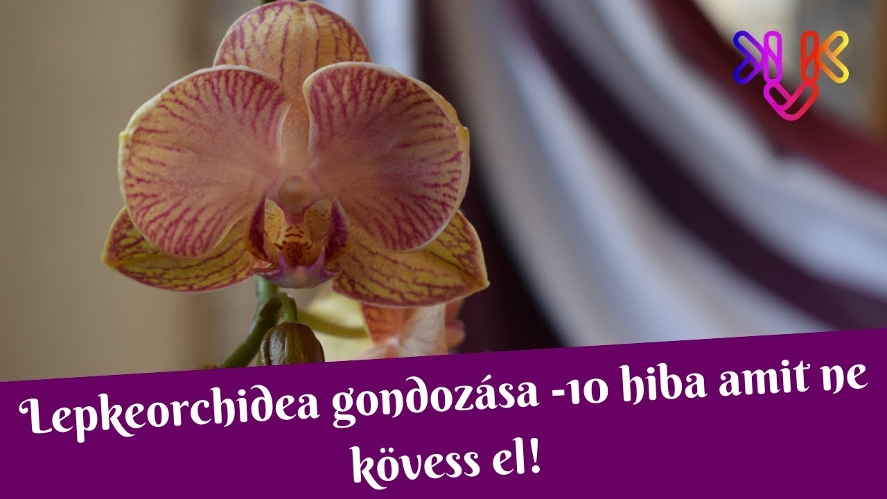 Hogyan gondozzuk orchideainkat? Mi az a 10 hiba, amit ne kövessünk el?