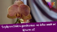 Hogyan gondozzuk orchideainkat? Mi az a 10 hiba, amit ne kövessünk el?