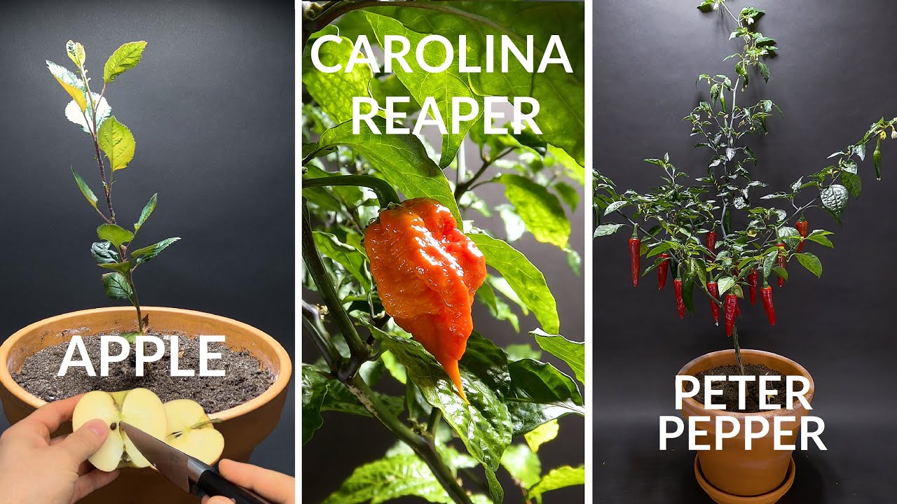 Hogyan nőnek a növények? Alma, chili és sárgarépa vetéstől a termésig! 