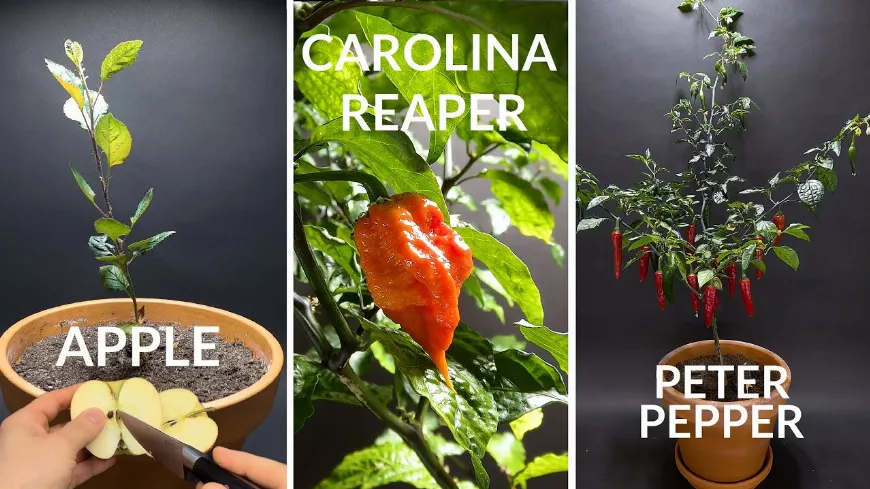 Hogyan nőnek a növények? Alma, chili és sárgarépa vetéstől a termésig! Fantasztikus felvételek!