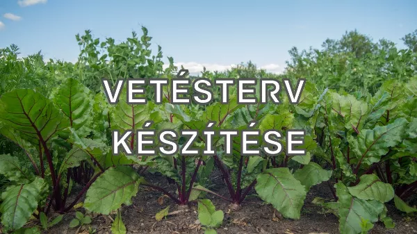 Hogyan készítsünk vetéstervet a biokertben? 