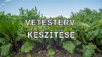 Hogyan készítsünk vetéstervet a biokertben? 