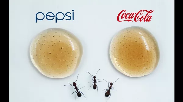 Pepsi vagy Coca Cola - mit mondanak a hangyák?