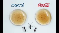 Pepsi vagy Coca Cola - mit mondanak a hangyák?