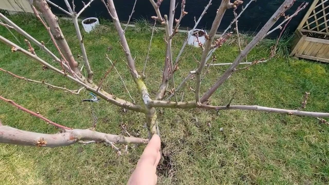 Szilvafa metszése kezdő kertészeknek | Kisvakond