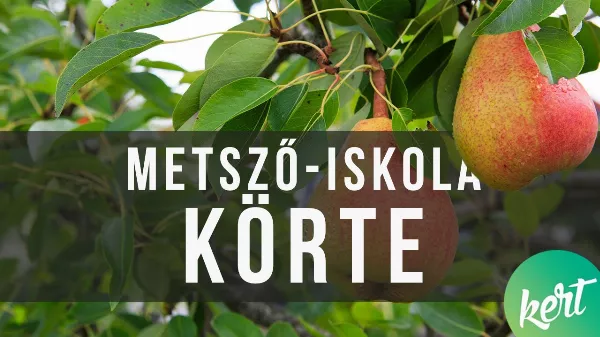 Idős körtefa metszése Kosztka Ernővel. Metsző iskola