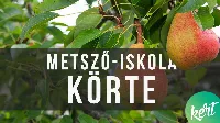 Idős körtefa metszése Kosztka Ernővel. Metsző iskola