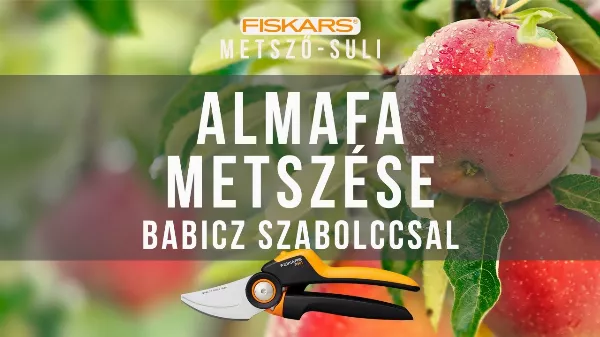 Almafa metszése, hogy csodálatosan bőséges termése legyen