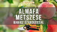 Almafa metszése, hogy csodálatosan bőséges termése legyen