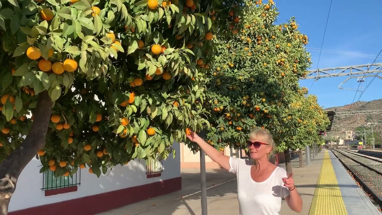 Spanyol narancs - magyar narancs pálinka?