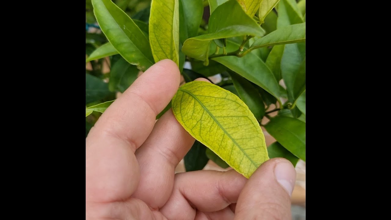 Sárgul a növény levele - hiánybetegségek felismerése citrusoknál | Kisvakond