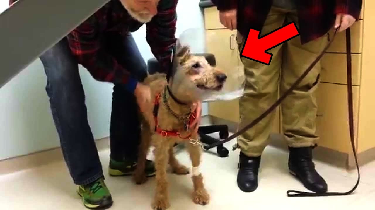 Vak kutya először látja a családját a műtét után! A reakciója könnyekig meghat.