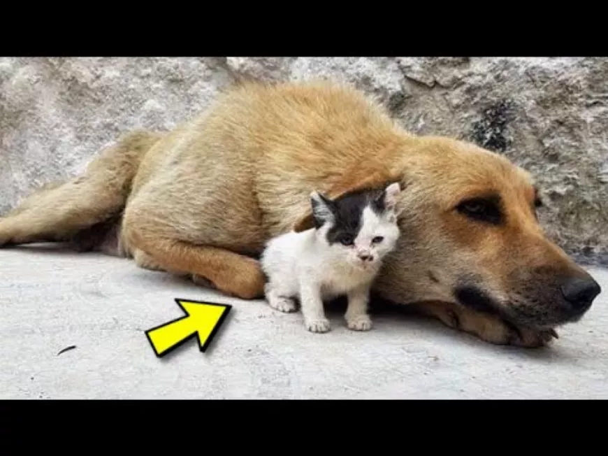 Egy magányos cica megvigasztal egy kutyát, aki elvesztette kölykeiket...😢Könnyekig meghatódsz